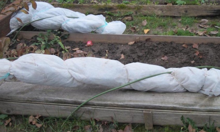 Укриття кущів на зиму