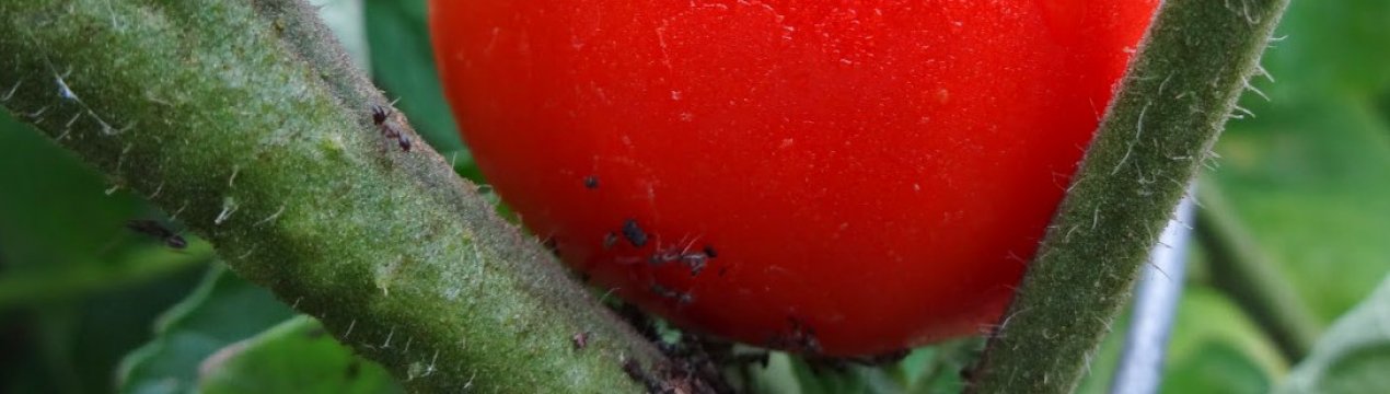 Как избавиться от тли на помидорах в домашних условиях народными и химическими средствами?