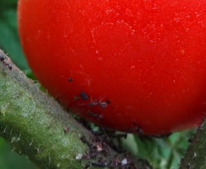 Як позбутися від попелиці на помідорах в домашніх умовах народними і хімічними засобами?