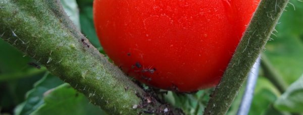 На помидорах тля как бороться с вредителем на томатах