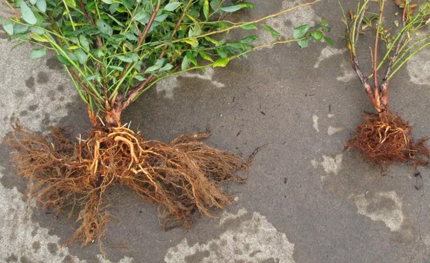 Коренева система лохини Коренева система лохини