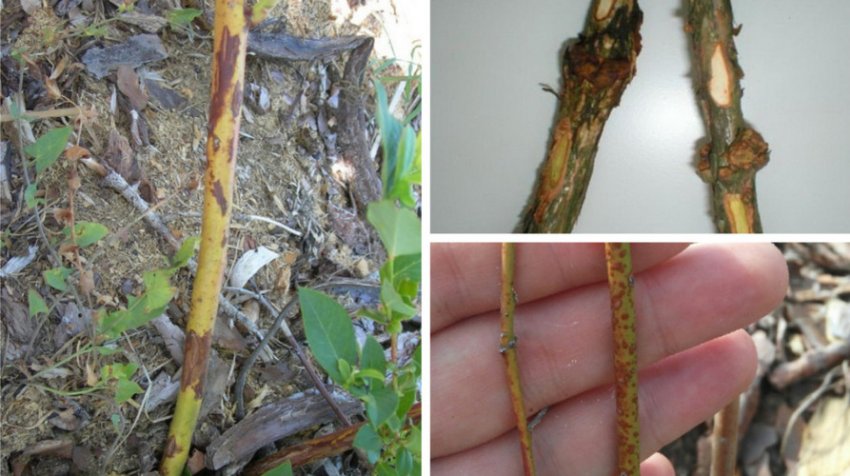 Рак стебла лохини