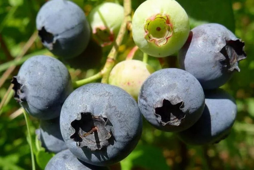 Плоди чорниці Плоди чорниці