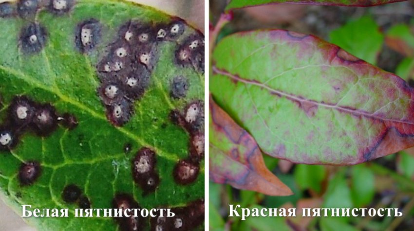 Грибкові захворювання лохини