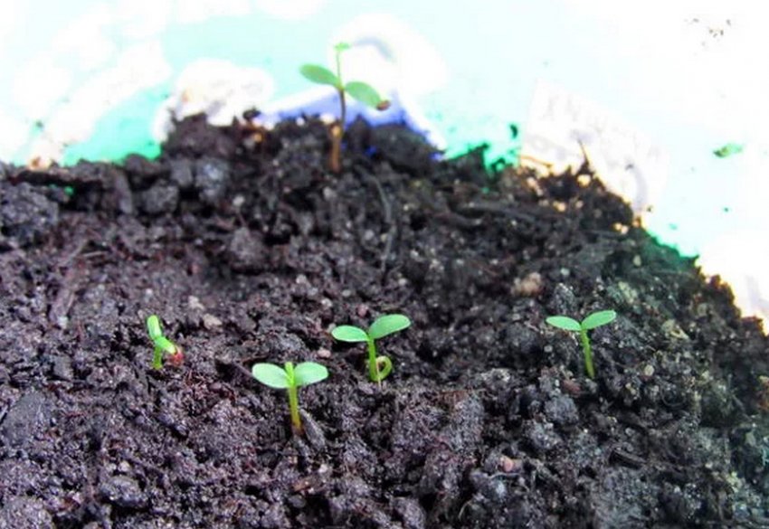 Пророщування лохини Пророщування лохини