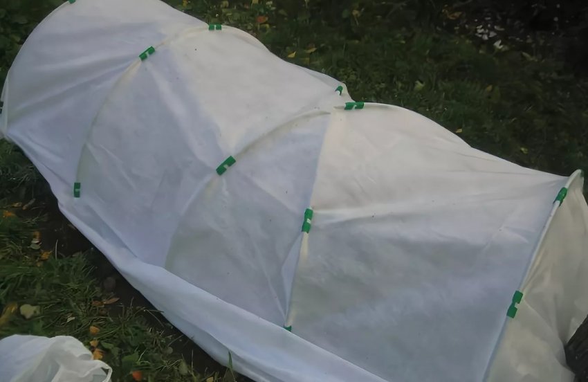 Підготовка лохини до зими Підготовка лохини до зими