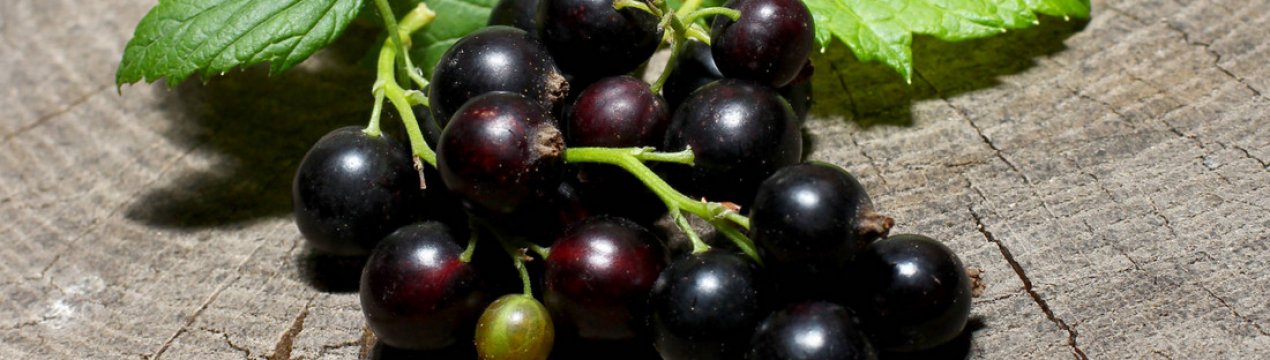 Черная смородина посадка и уход из черенка. . Черная смородина посадка и уход из черенка фото. Черная смородина посадка и уход из черенка-. картинка Черная смородина посадка и уход из черенка. картинка . Увеличить количество кустов смородины на своем участке очень просто. Черенки и отводки легко укореняются, быстро растут и хорошо плодоносят.