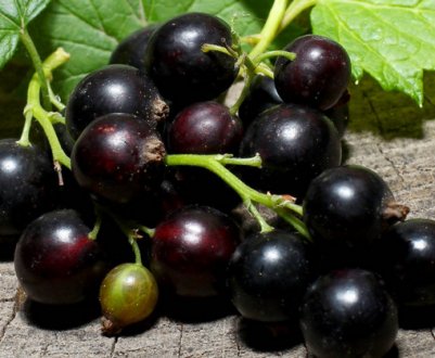 Як виростити чорну смородину з живців