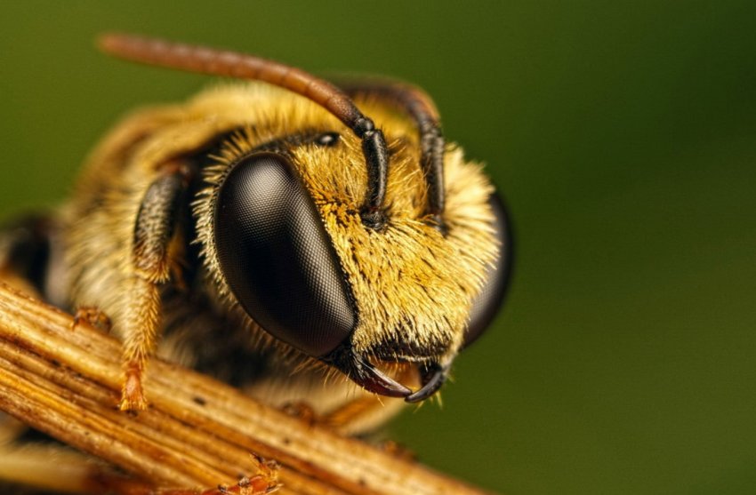 Липецьким пасічникам відшкодують збитки від масової загибелі бджолиних сімей Липецьким пасічникам відшкодують збитки від масової загибелі бджолиних сімей