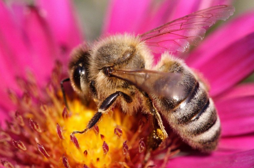 Липецьким пасічникам відшкодують збитки від масової загибелі бджолиних сімей Липецьким пасічникам відшкодують збитки від масової загибелі бджолиних сімей