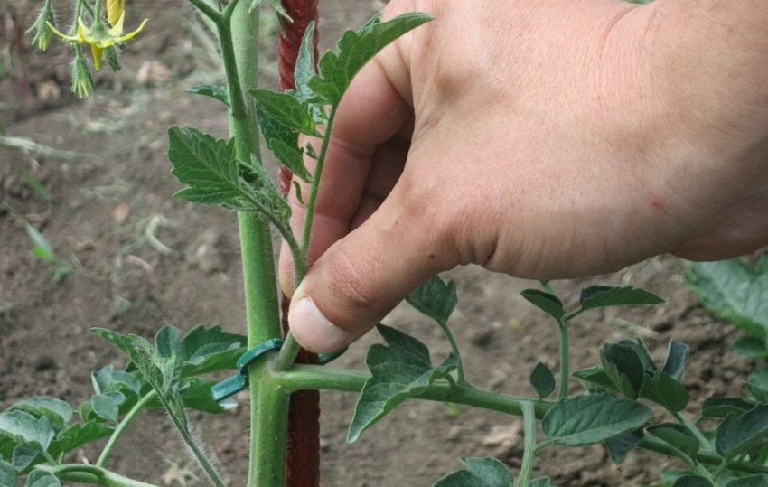 Пасинкування