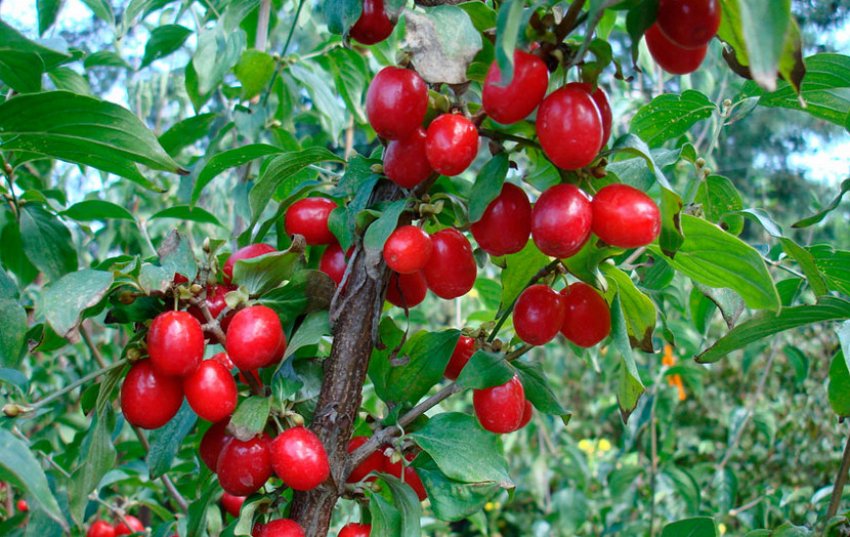 Гілка кизилу