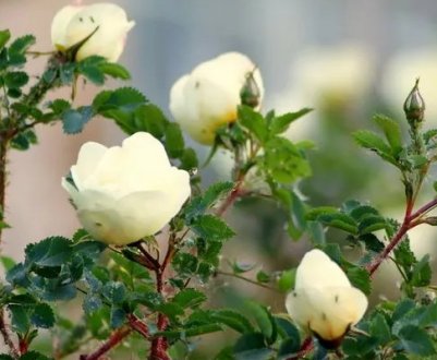 Особливості цвітіння шипшини