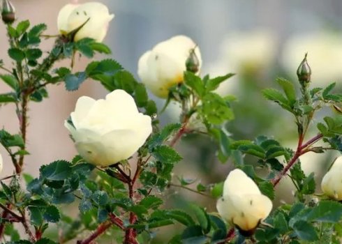 Особливості цвітіння шипшини