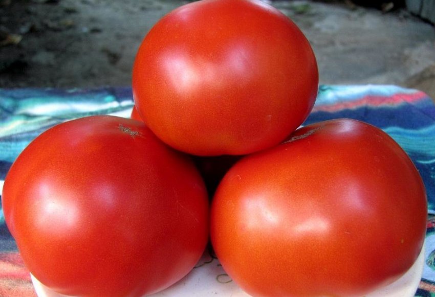 Сорт помідорів «Спаська вежа»