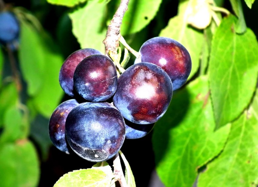 Низька урожайність сливи в Україні призвела до зростання цін Низька урожайність сливи в Україні призвела до зростання цін