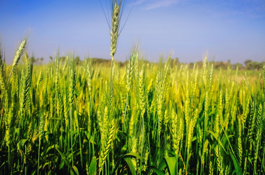 Волинські фіскали виявили недобросовісних аграріїв