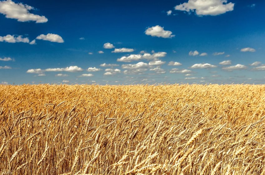 Волинські фіскали виявили недобросовісних аграріїв