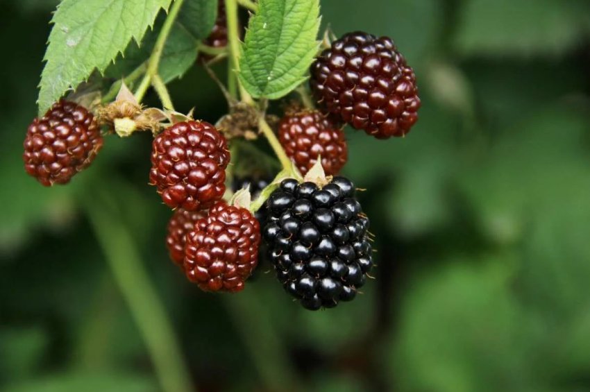 Ожина побила рекорд по зниженню цін на ягідному ринку України Ожина побила рекорд по зниженню цін на ягідному ринку України