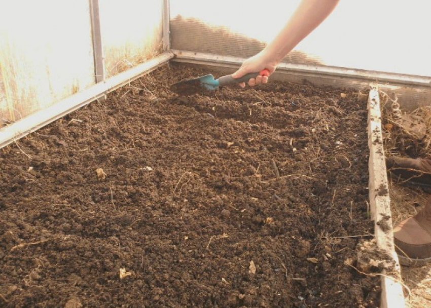 Подготовка почвы в теплице весной. Подготовка грунта в теплице. Подготовка почвы в теплице. Подготовка земли в теплице. Теплица подготовка почвы.