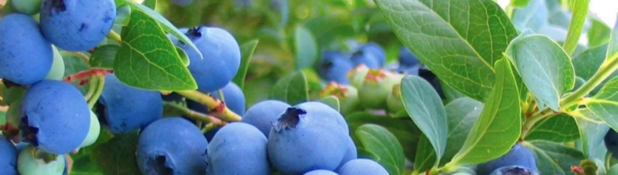 Лохина Голдтраубе