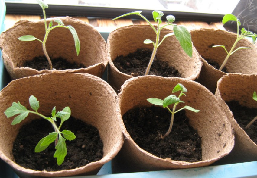 Ємність для вирощування