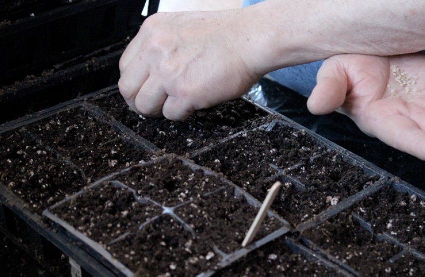 Окремі стаканчики