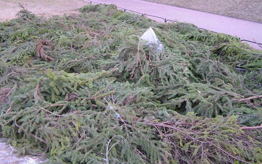 Укриття лапником лохини