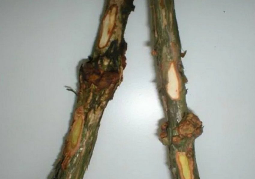 Рак стебла лохини