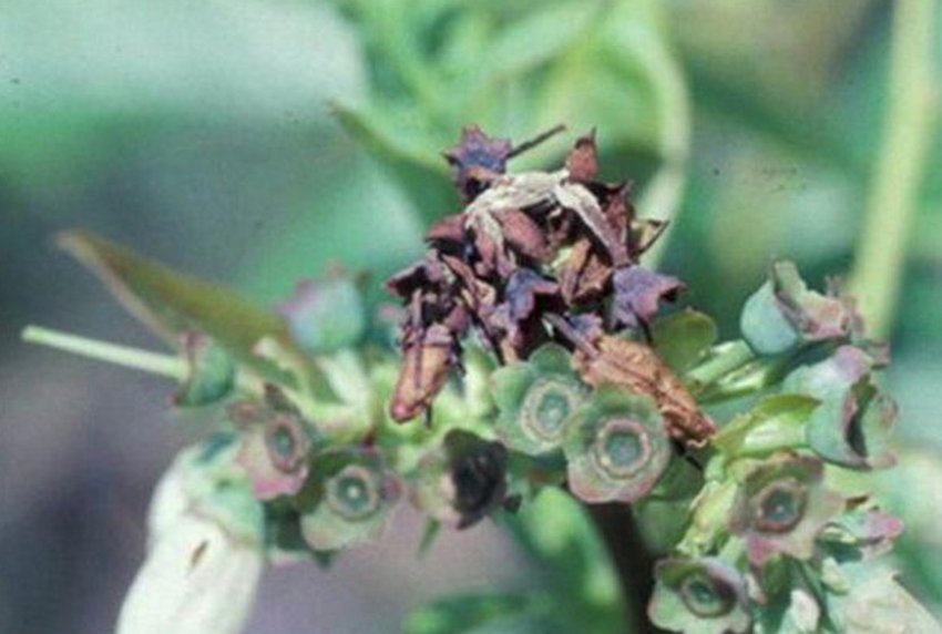 Фомопсис лохини