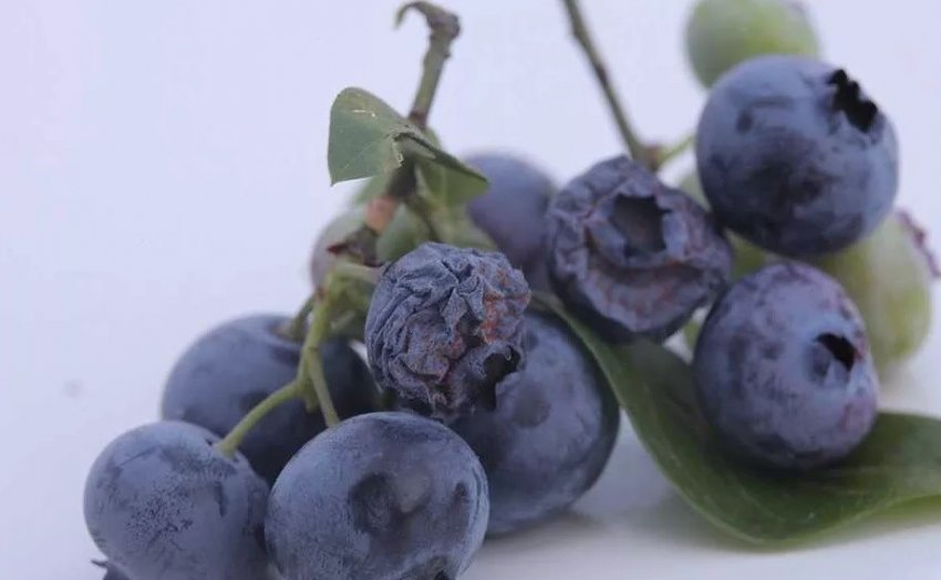 Антракноз лохини