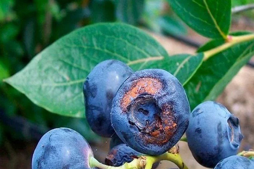 Моніліоз лохини