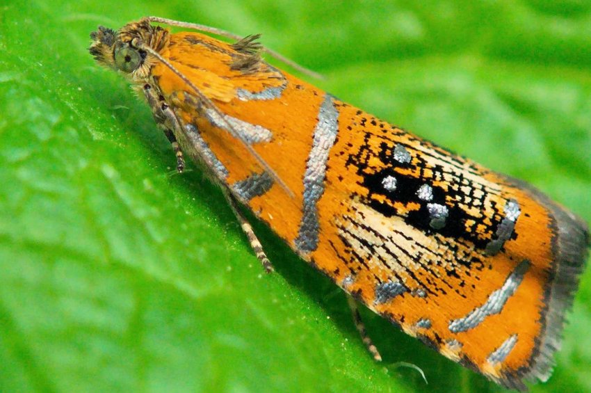 Листовійка на голубиці