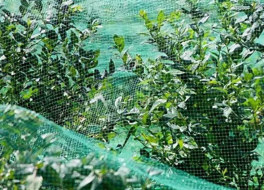 Укриття лохини від птахів