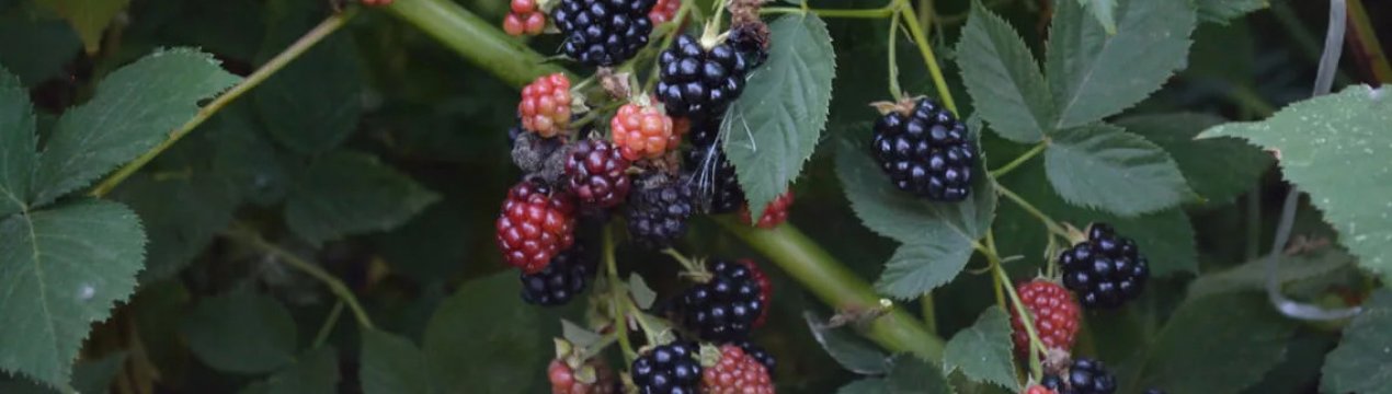 Характеристика та особливості вирощування безколючкової ожини Лохнесс (Loch Ness)