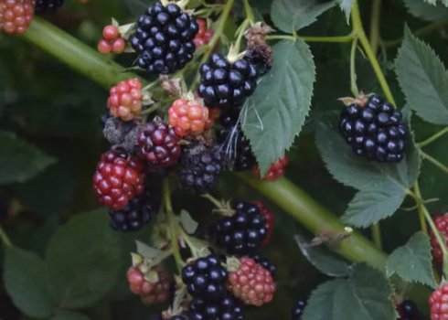 Характеристика та особливості вирощування безколючкової ожини Лохнесс (Loch Ness)