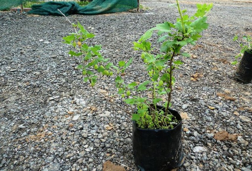 Посадковий матеріал ожини