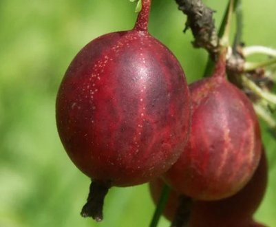 Агрус Раволт: основні характеристики і зовнішній вигляд