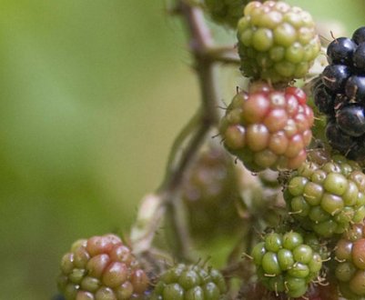 Коли починає плодоносити ожина