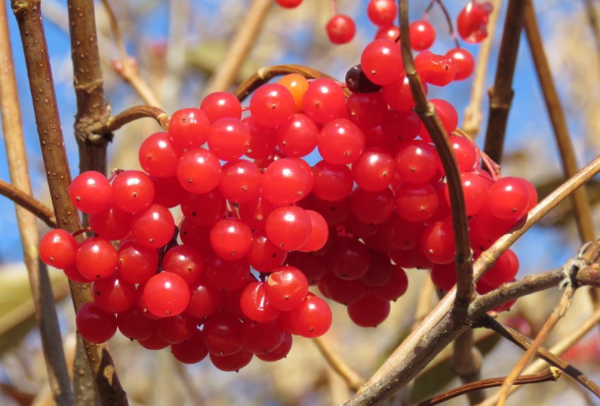 Ягоди калини