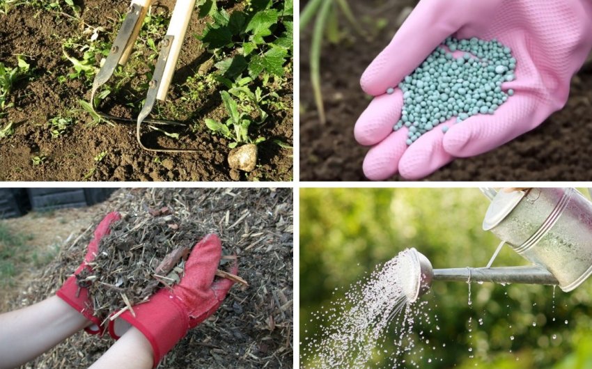 Догляд за калиною влітку