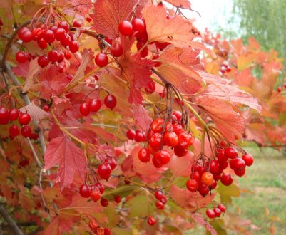 Добриво калини