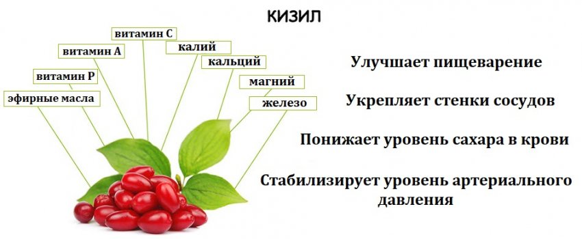 Вітамінний склад і користь кизилу Вітамінний склад і користь кизилу