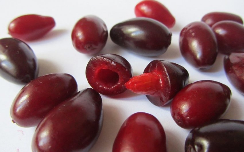 Ягоди кизилу Ягоди кизилу