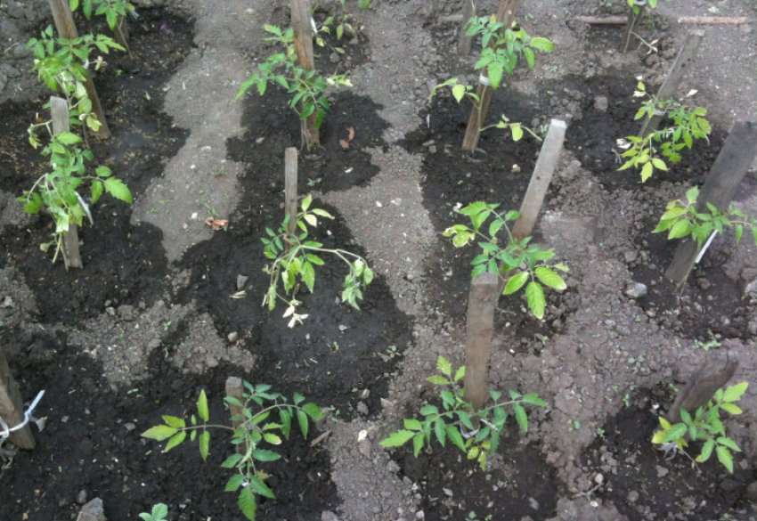 Висадка розсади на постійне місце