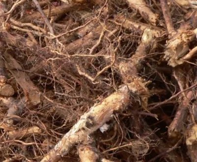 Корінь шипшини від каменів у жовчному міхурі: чи можна пити