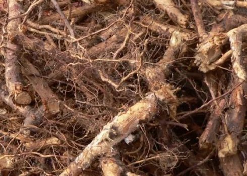 Корінь шипшини від каменів у жовчному міхурі: чи можна пити