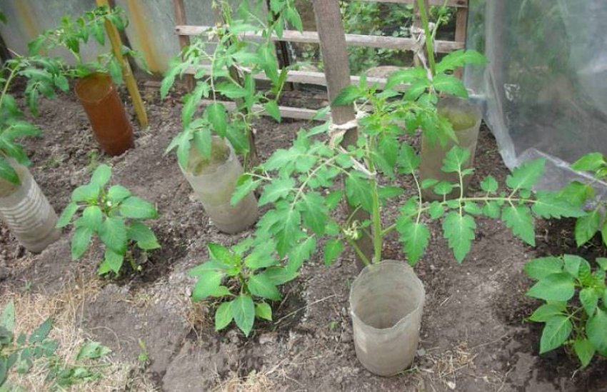 Полив помідорів