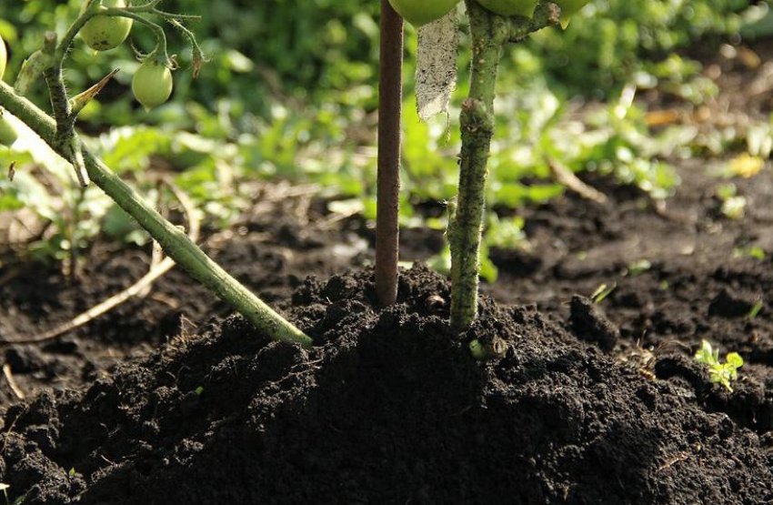 Окучевание помідорів