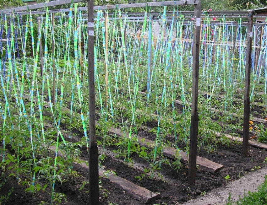 Шпалерное підв'язування помідорів